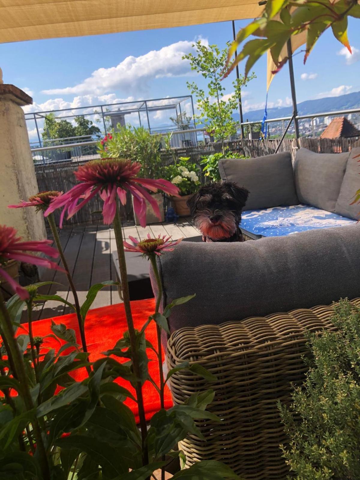 Alloggio in famiglia Designer With Rooftop